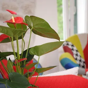  Apartment Kogo Croatia
